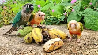 Do you think these three parrots will eat all the bananas? Pineapple conure, Blue cheek conure 