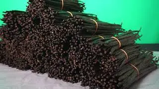 Vanilla Beans after curing process