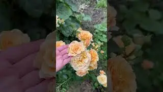 Showcase of the Morning Glow Floribunda Rose - June 18th - South Dakota    #garden #roses