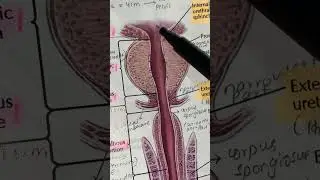 Male urethra Part 1