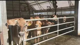 2 local women&rsquo;s horses, cattle let out of their pens
