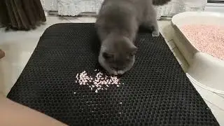 Double Layer Waterproof Cat Litter Mat Review Urine Proof, Easy to Clean, Non-Slip & Large Foot Pad!