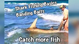 Shark Fishing Basics - Banding for Casting or Dropping Shark baits
