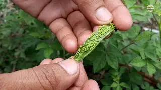 आपके घर के पास उगता है ये चमत्कारी पौधा  Cleome monophylla हुलहुल  हुरहुर की औषधीय पहचान