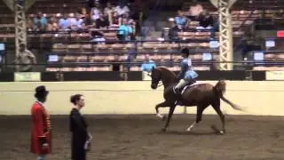 2013 Jubilee Regional Championship Morgan Horse Show - Hunt Seat Pleasure 17 under