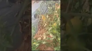 late blight of tomato