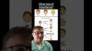 Genetics practice problem