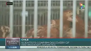 Chile scientists confirm discovery of  H5n1 virus in Nat&rsquo;l Antarctica