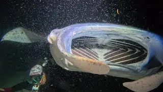 Mostly Mantas - Puako Night Dive Nov 15 2025