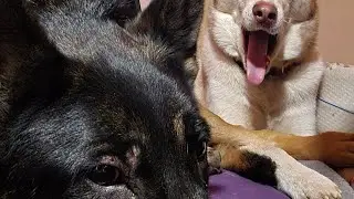 Hangout at the Dog Rescue, Teaching Nova to stand on a book 🐕