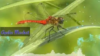 Mon Amar firing hoye | Kobra mix | DJ song | Audio Market | 2021
