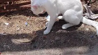 i am a rider(Imran Khan) Cat vs chameleon#shorts#shortvideo