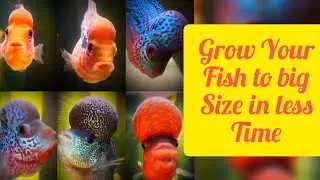 how to grow aquarium fish faster ll faster growth of fish ,how ll grow fish bigger size faster
