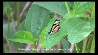 Epityches eupompe-Jd Bot&acirc;nico-SP-BR 1 11 2016 Antonio Silveira