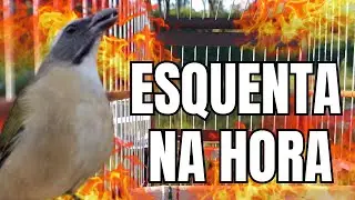 ESQUENTAR TRINCA FERRO FRIO COM TRINCA FERRO CANTANDO PARA DESTRAVAR SEU TRINCA FERRO FRIO