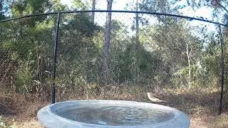 Eastern Phoebe Bathing in a Bird Bath - Eastern Phoebe Sounds Calls