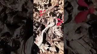 Smoke tree bonsai trunk with red leaves from the results of prying #bonsai #bonsaitree