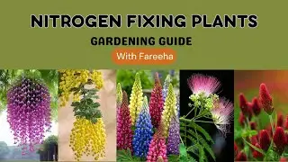 10 Plants That Add Nitrogen to Soil /Nitrogen Fixing Plants/How to Add Nitrogen to Soil/LandOfIdeas