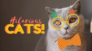 How to train your dog to leave your cat alone   How to teach your dog and cat to get along