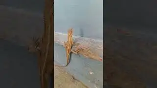 #viralvideo #shorts #2024 #reels #nature #
