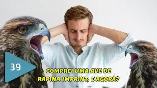 #039 - Comprei uma Ave de Rapina Imprint, e Agora?