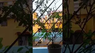 Monsoon is here!! #plants #indoorplant #plantssparkjoy #flowers