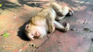 It seems like Monkey Kaka is tired and bored living here.