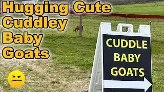 Hugging Cute Cuddly Baby Farm Goats