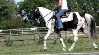 Savanah Slim's Wolf Tracker - SSHBEA Gelding