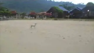 Dog attack in Thailand