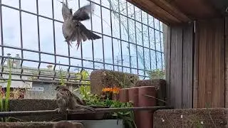 Sparrows fighting.20250　It's cute to see them fighting threateningly during a lengthy fight.