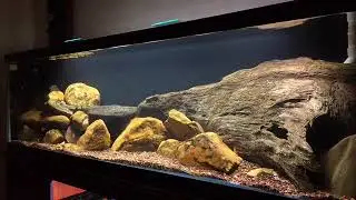 Central and South American Cichlid tank 