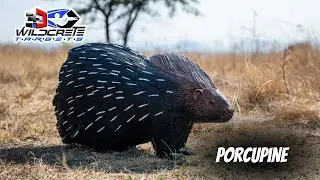 Porcupine - 3D Archery Target