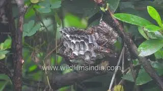 Polistes Wasps Gathering on their Intricate Paper Nest