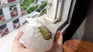 Watermelon Tourmaline Crystal in Quartz 640 grams