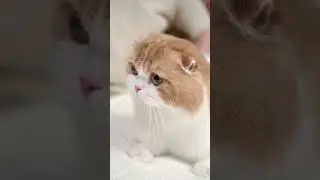 cat cat cat cat Cute Funny Cat chef