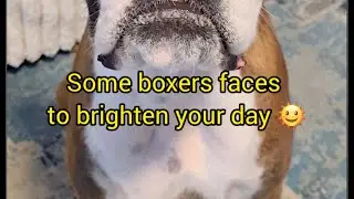 Some boxer dog faces to brighten your day!