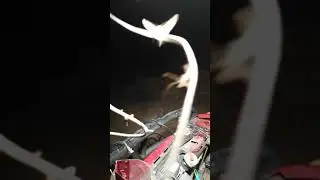 Insect intervention. Do insects have secret alliances with other species?