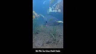 #Shorts L&yacute; do R&ocirc; Phi hay k&eacute;o phao d&agrave;i l&agrave; đ&acirc;y nh&eacute; ae!