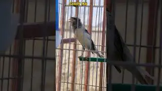 silver crested canary bird #foryou #fyp #canary #kenari #canario #shorts #youtubeshorts #viral #exp