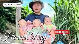 A Long Day Harvesting Rice &mdash; Worth Every Moment