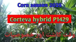 Corteva corn hybrid P1429|| Information about P1429
