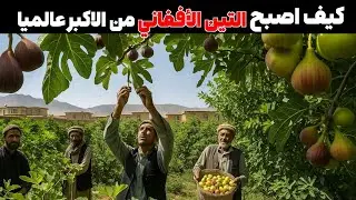 كيف أصبح التين الأفغاني من الأكبر عالميا