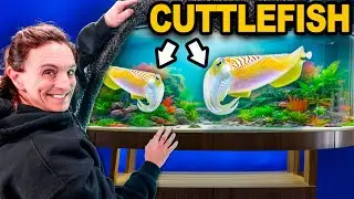 I Bought CuttleFish For My New Aquarium!