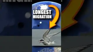 Arctic Terns have the LONGEST Migration 🗺️⁀જ✈︎ #facts #animals #birds