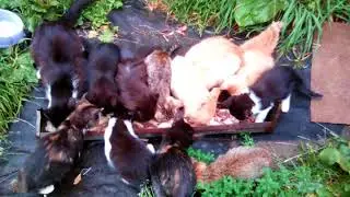 VID 20170727 153422