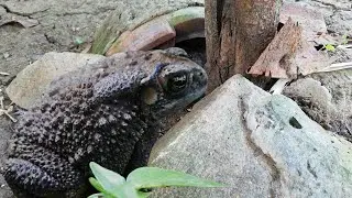 Giant toad sleeps under the tree near rocks