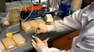 96 well Plate Stamping for screening library members in different arabinose concentrations