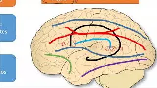 neuro10 sistematización de cerebro
