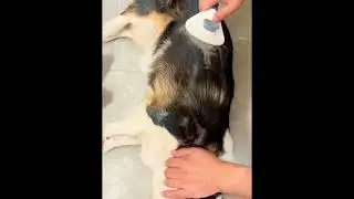 Katzenb&uuml;rste Hundeb&uuml;rste Fell Enthaarung TRENDMOPS SAMTFELL